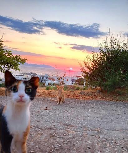 Evangelia House Sea View Apartments Agia Pelagia  エクステリア 写真